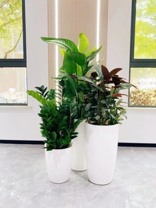 前湾绿植租赁公司