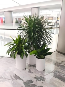 余姚绿化修剪服务好